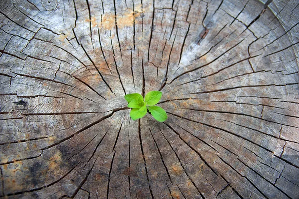 Marinucci Srl ha scelto di investire in un futuro più verde, partecipando al bando REGIONE MARCHE – POR FESR 2014-2020, per rendere l’intera attività produttiva a impatto zero in termini di emissioni di CO₂.
